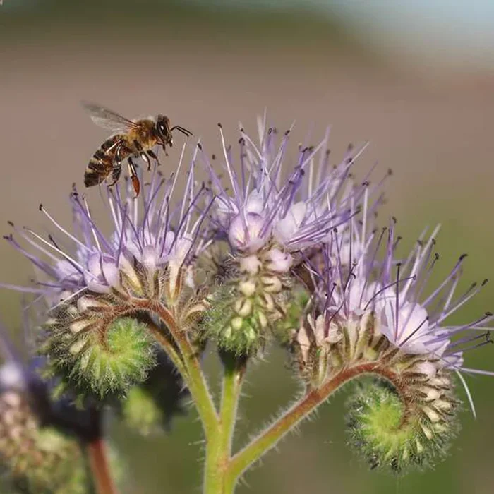Hanna’s Bees Phacelia Seeds